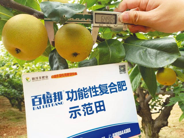 百倍帮套餐肥助建宁黄花梨优势凸显-新闻动态-J9集团