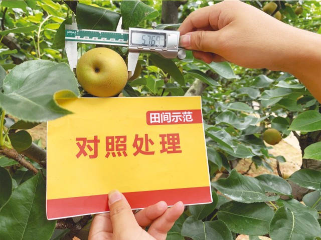 百倍帮套餐肥助建宁黄花梨优势凸显-新闻动态-J9集团