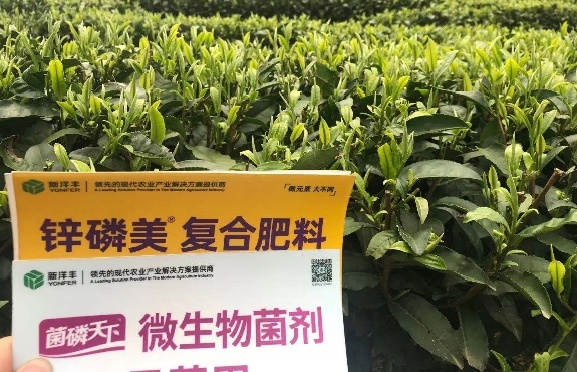 3月份春茶部分树模效果.jpg
