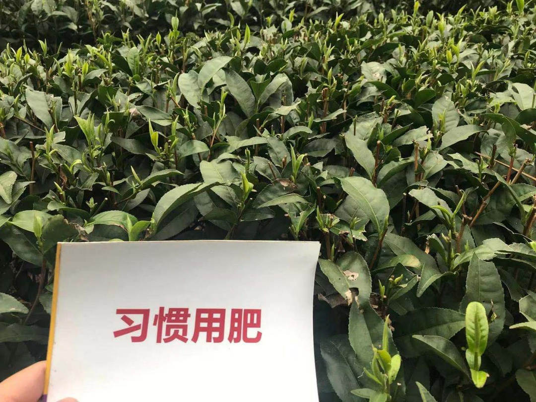5月份芽头比照比照田.jpg