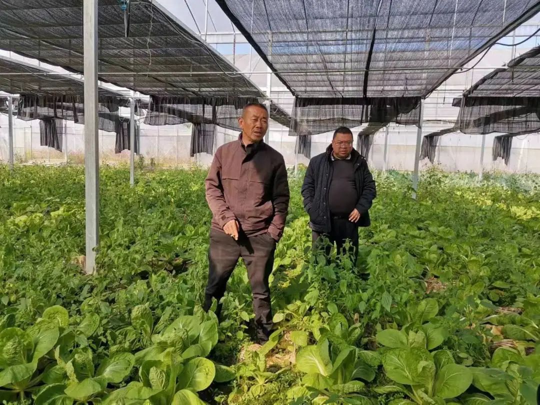 抗逆+增收！黄瓜莳植户：全用洋丰套餐肥就好啦！-新闻动态-J9集团