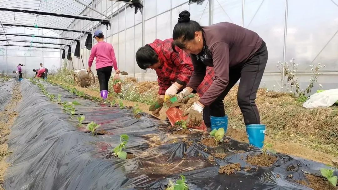 抗逆+增收！黄瓜莳植户：全用洋丰套餐肥就好啦！-新闻动态-J9集团