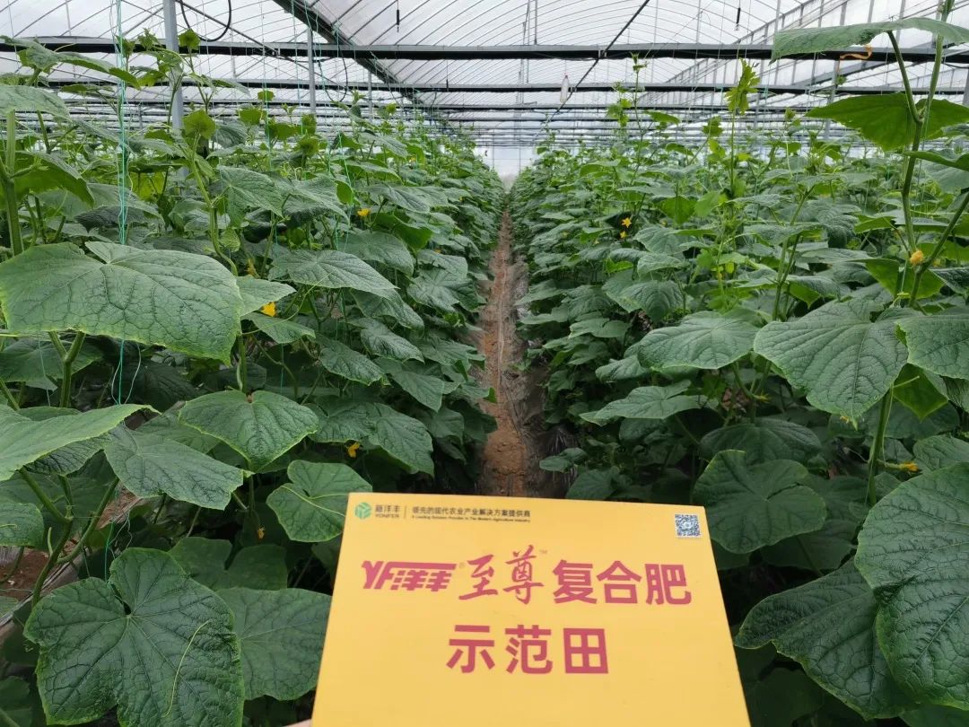 抗逆+增收！黄瓜莳植户：全用洋丰套餐肥就好啦！-新闻动态-J9集团