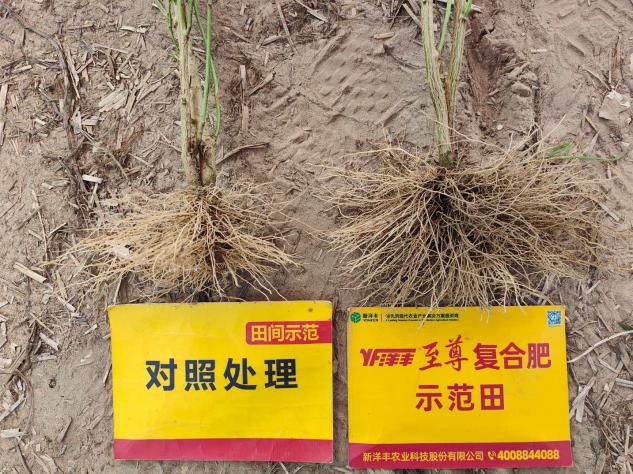 根系比照.jpg
