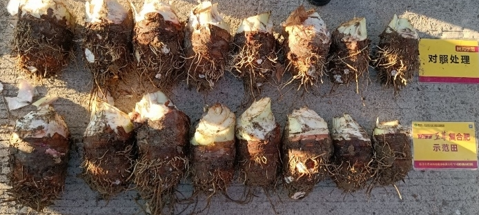 芋头比照.jpg