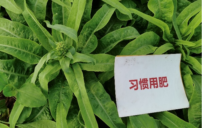 比照田莴笋长势.png