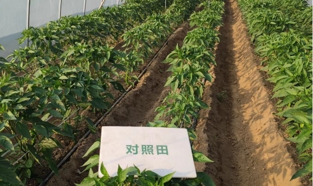 辣椒比照田长势1.jpg